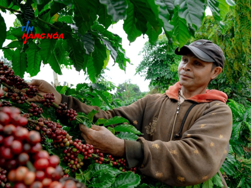 Gi&aacute; c&agrave; ph&ecirc; ng&agrave;y 4/11: Dự b&aacute;o biến động thị trường tuần n&agrave;y từ c&aacute;c chuy&ecirc;n gia